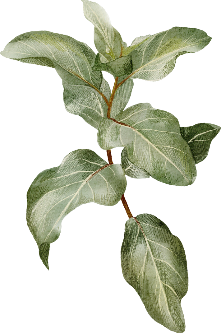 Branch with Silver Leaves 